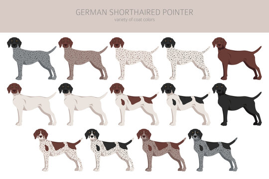German shorthaired pointer clipart. Different poses, coat colors set