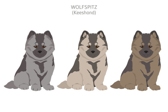 German spitz, Wolfspitz clipart. Different poses, coat colors set