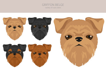 Griffon Belge clipart. Different poses, coat colors set