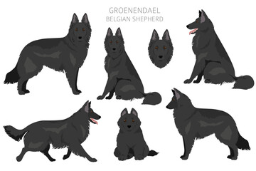 Groenendael clipart. Different poses, coat colors set