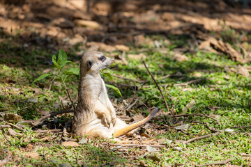Meerkat in the zoo park