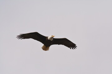 Bald Eagle in flight