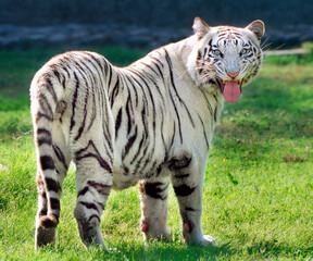 White tiger in the Chhatbir zoo, Punjab, India