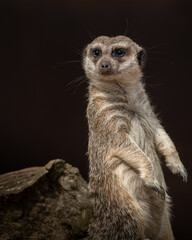 retrato de suricato gracioso observando 