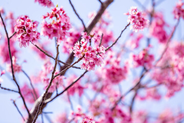 Pink cherry blossom (Sakura) on the tree under blue sky , Beautiful Sakura flowers during spring season in the park  Japan , Beautiful nature spring background (Soft focus, Texture  Background)