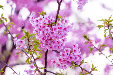Pink cherry blossom (Sakura) on the tree under blue sky , Beautiful Sakura flowers during spring season in the park  Japan , Beautiful nature spring background (Soft focus, Texture  Background)