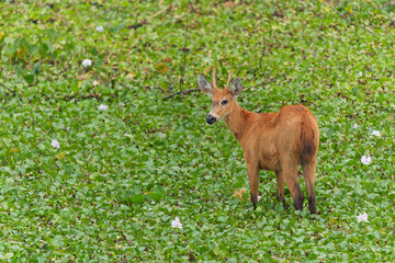 Obraz premium Pampas Deer (Ozotoceros bezoarticus) eating in the Pantanal Wetlands in Brazil