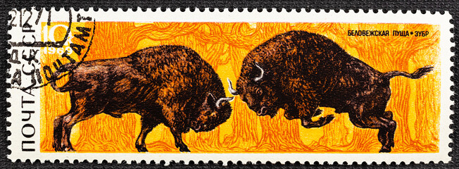 RUSSIA - CIRCA 1969: A post stamp printed in USSR soviet union shows two fighting bison or buffalo from belovezhskaya forest reservation series, Scott catalog 3642 A1747 10k brown orange. © Vladimir