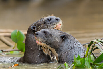 Giant River Otter, Pteronura brasiliensis, hunting and eating fish, Matto Grosso, Pantanal, Brazil,...