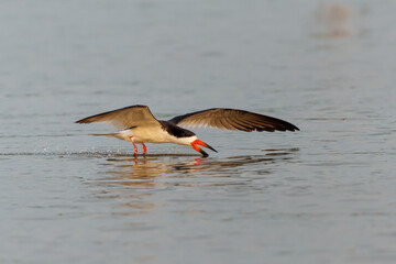 Black Skimmer (Rynchops niger) fishing inthe Cuiaba River in the Pantanal  Wetlands in Brazil
