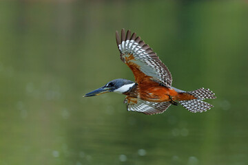 Ringed Kingfisher (Megaceryle torquata) fishing in a river in the Pantanal wetlans in Brazil