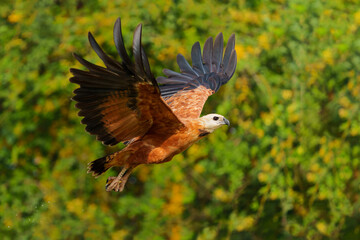 Black Collared Hawk (busarellus nigricollis) taking a fish out of the water in the Pantanal Wetlands in Brazil