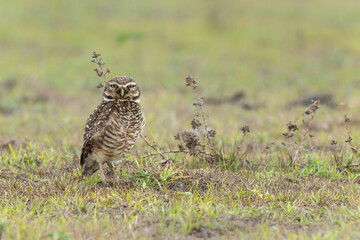 Burrowing owl (Athene cunicularia). standing on the burrow in a field in the North Pantanal in Brazil 