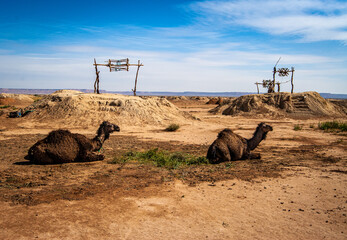 camels in the desert