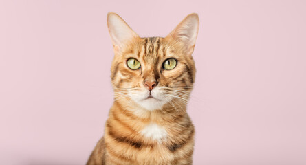 Portrait of a Bengal shorthair cat close-up on a pink background.