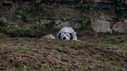 Fototapeta premium dog on the hill