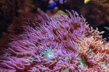 Naklejka na ściany i meble Closeup shot of red geniopora coral