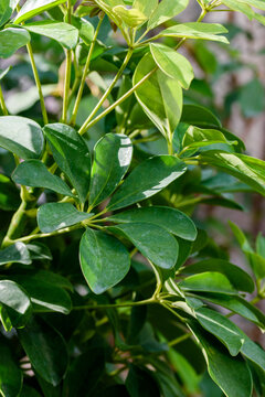 Vertical closeup of fresh green Dwarf umbrella tree leaves