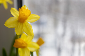 The atmosphere of spring awakening of nature. yellow narcissus flowers at the window behind which the snow has not yet melted. The first spring flowers. Close-up. Copy space