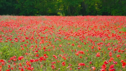 Beautiful red field of poppies