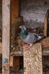 Vertical close-up shot of a pigeon in a han