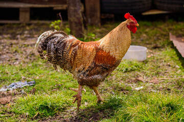 Close-up shot of a brown rooster on grass