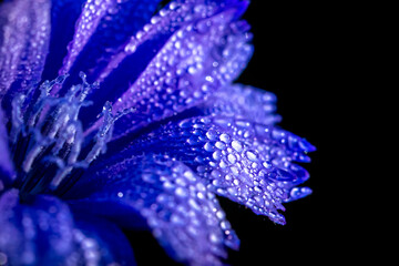 Chicory flower with leaf isolated on black background. nature. Close up chicory flower with dew...