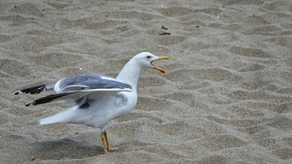 Portrait of an angry squawking seagull with beak wide open on the sand