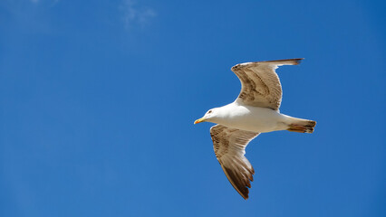 Beautiful huge Aegean island seagull, spreading its wings, flies against the blue sky. The flight of a bird in the sky