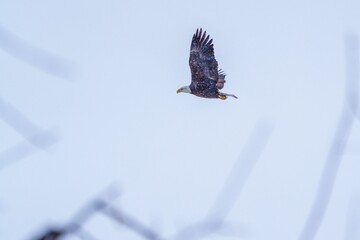 Bald eagle gliding through a winter wonderland of snow-dusted trees, creating a peaceful atmosphere