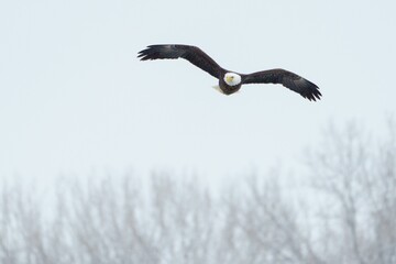 Bald eagle soaring through the sky, showing its majestic wingspan while gliding through the air