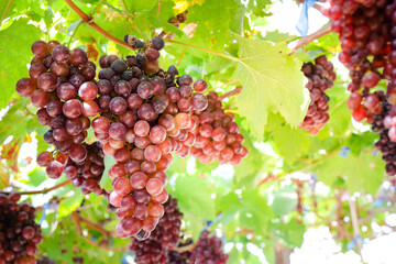 Close-up of bunches of fresh red grapes from many trees. Organic vineyard concept. Modern...