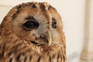 Closeup adorable barn owl against blurred background
