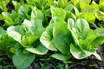 Fresh organic lettuce is grown on the soil in the vegetable garden inside a clean and beautiful greenhouse. Healthy food, sustainable agriculture. large agricultural industry