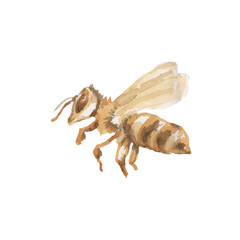 Honey bee honeycomb jar beehive graphic illustration hand drawn set large separately on white background sketch doodle