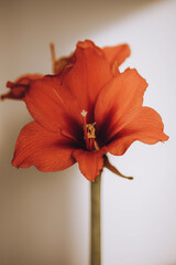 Amaryllis