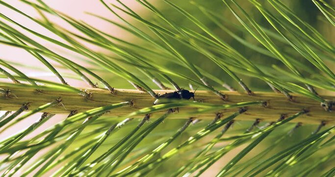 Pine Beetle Crawl