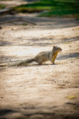 Ardilla en el parque