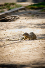 Ardilla en el parque