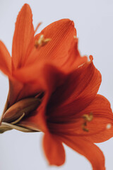 Red flowers on white background
