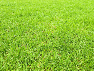 Green grass background. Green meadow in perspective. Texture of soft green grass. Gardens and parks. Gardening concept.