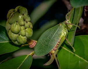 Closeup of a beautiful green grasshopper sitting on a leaf in nature