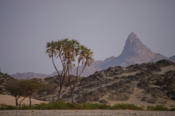 tree in the desert