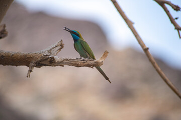 bee eater perched on a branch
