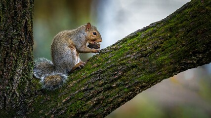Naklejka na ściany i meble Closeup shot of an adorable and cute squirrel on the tree