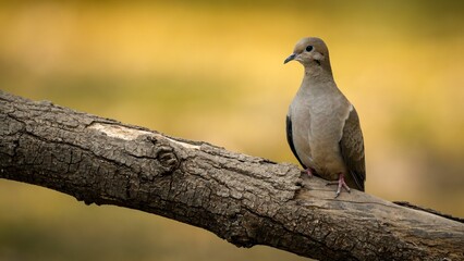 Selective focus of a Mourning Dove