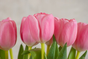 pink tulips close-up on a gray background