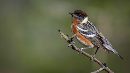 Bay-breasted Warbler perched on a tree branch