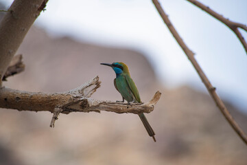 bee eater perched on a branch