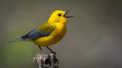 Closeup of a Prothonotary Warbler (Protonotaria citrea) bird during the spring migration - Powered by Adobe